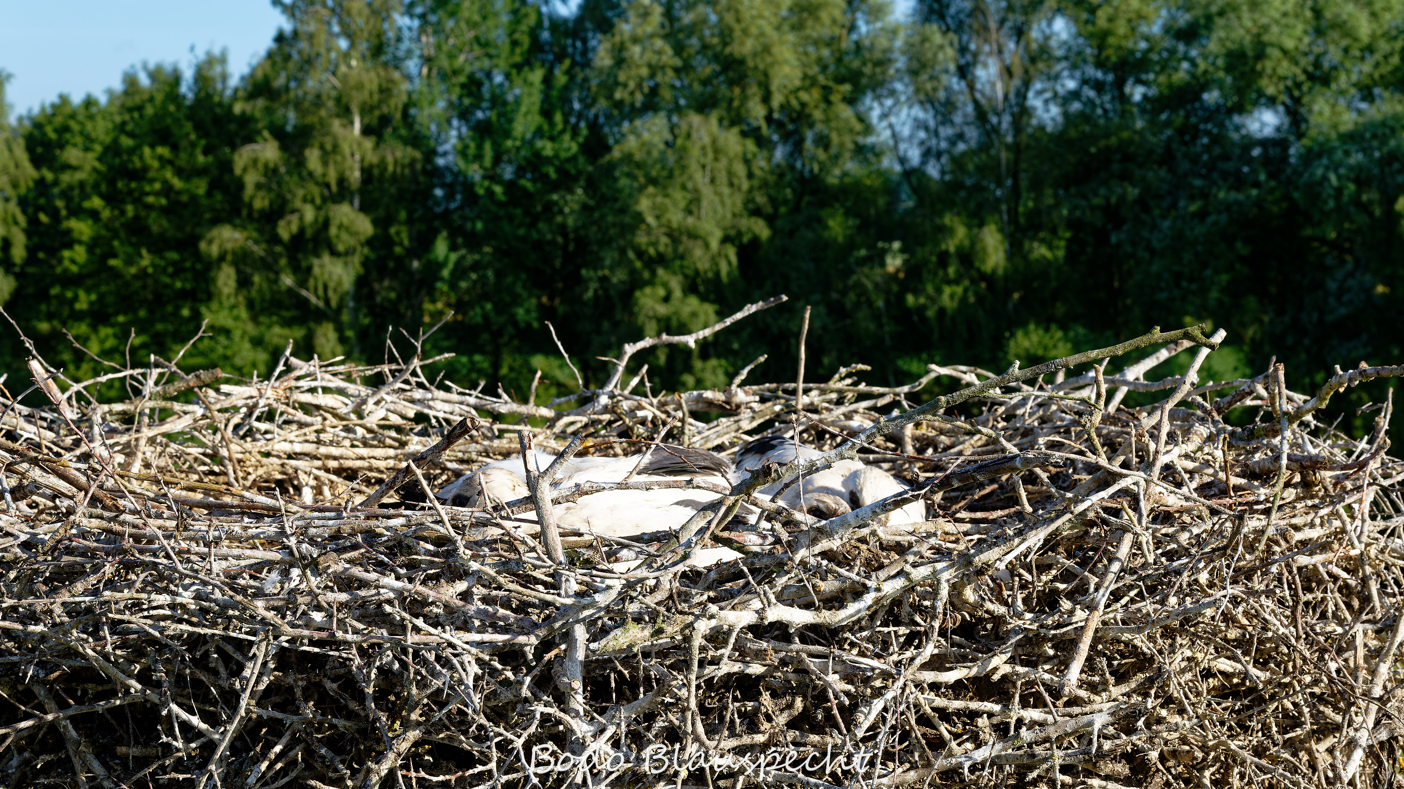 Jungstörche beringen Steveraue Olfen 2026.06.10 08.01 14 WEB